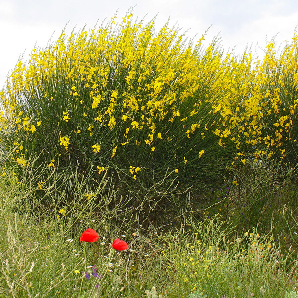 طاووسی